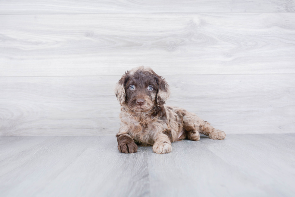 Petite Mini Goldendoodle Poodle Mix Pup