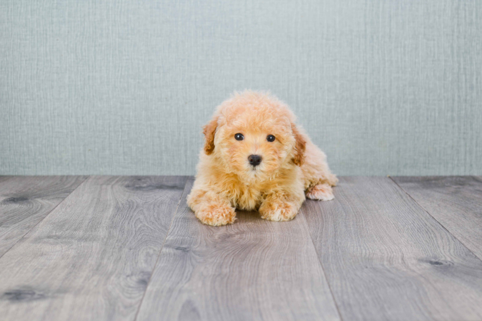 Maltipoo Puppy for Adoption