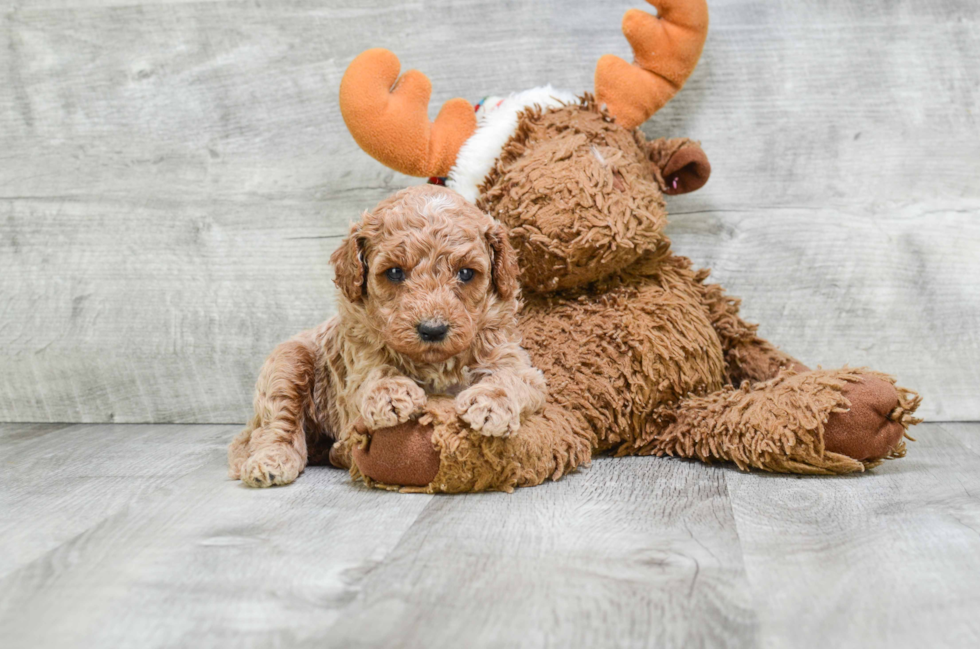 Mini Goldendoodle Pup Being Cute