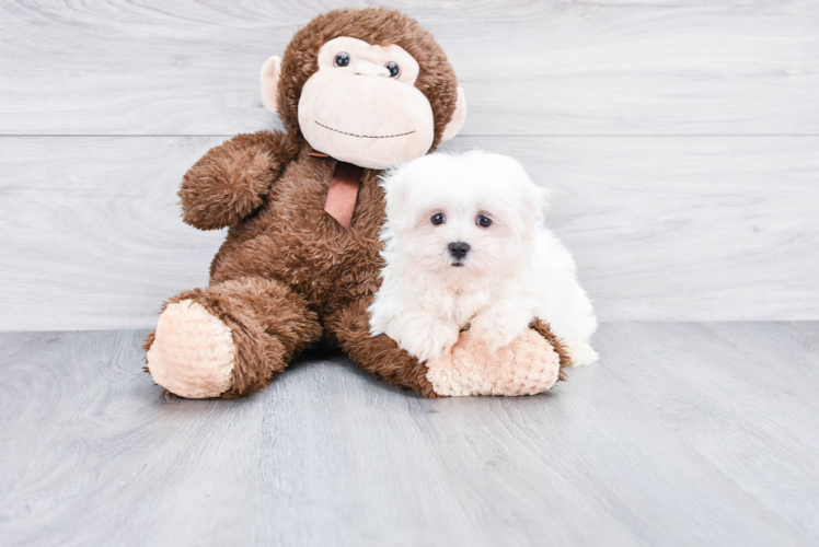 Little Maltese Purebred Pup