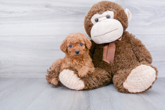 Best Mini Goldendoodle Baby