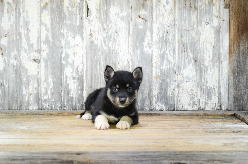 Best Pomsky Baby