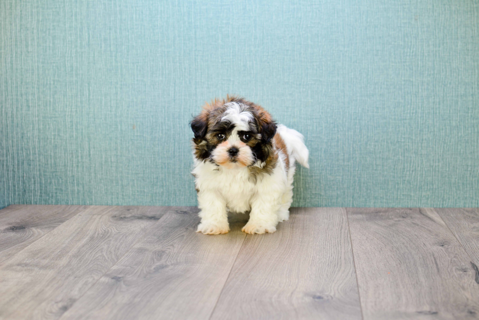 Teddy Bear Pup Being Cute