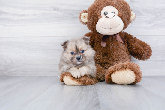 Cute Pomeranian Purebred Puppy