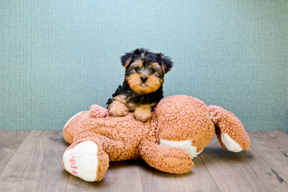 Meet Lisa - our Yorkshire Terrier Puppy Photo 