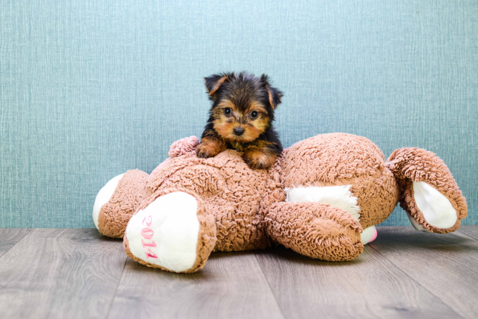 Meet Micro-Teacup-Goldie - our Yorkshire Terrier Puppy Photo 