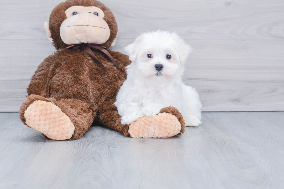 Hypoallergenic Maltese Baby