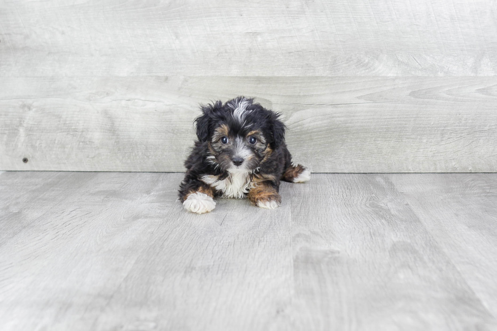 Mini Aussiedoodle Puppy for Adoption