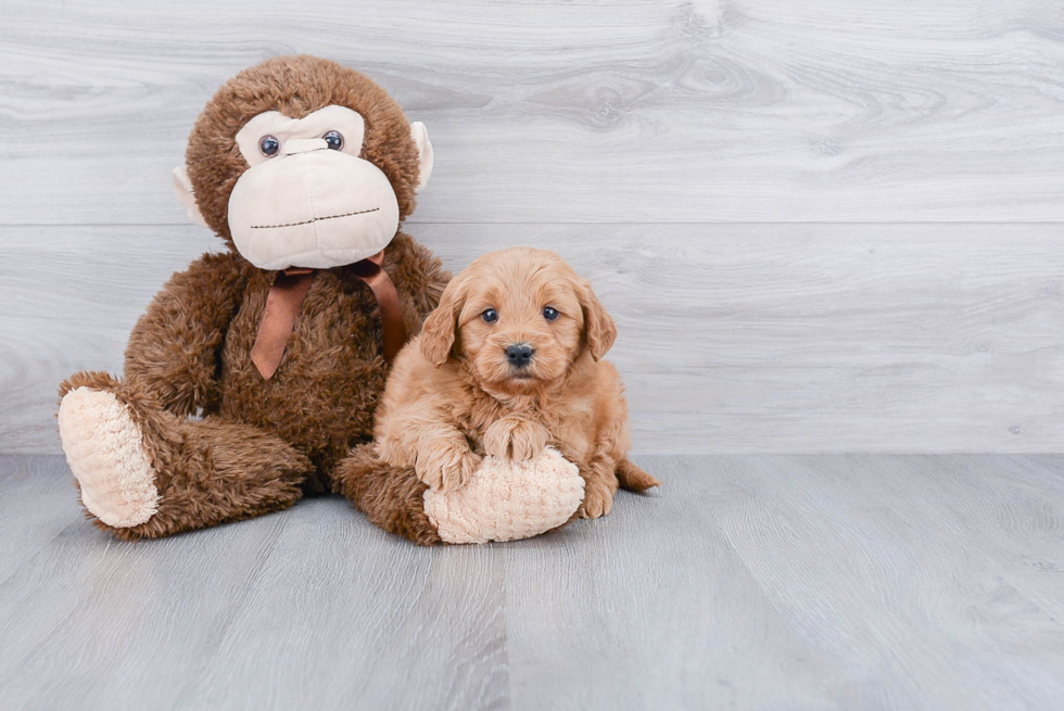 Hypoallergenic Golden Retriever Poodle Mix Puppy