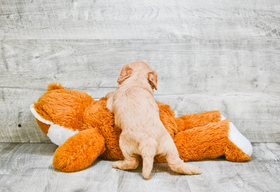 Best Mini Goldendoodle Baby