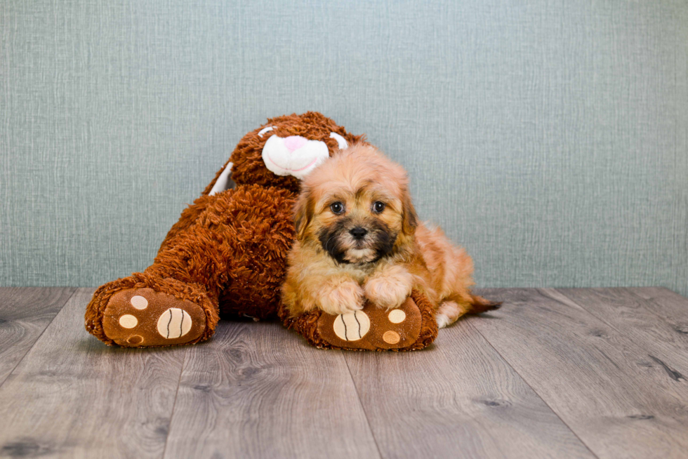 Teddy Bear Puppy for Adoption