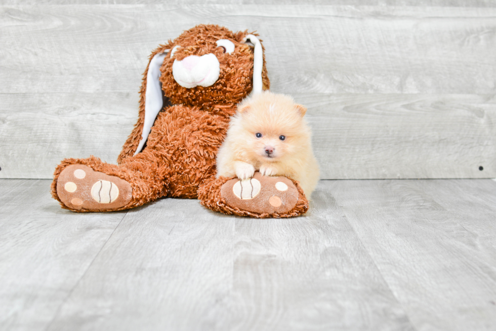 Playful Pomeranian Baby