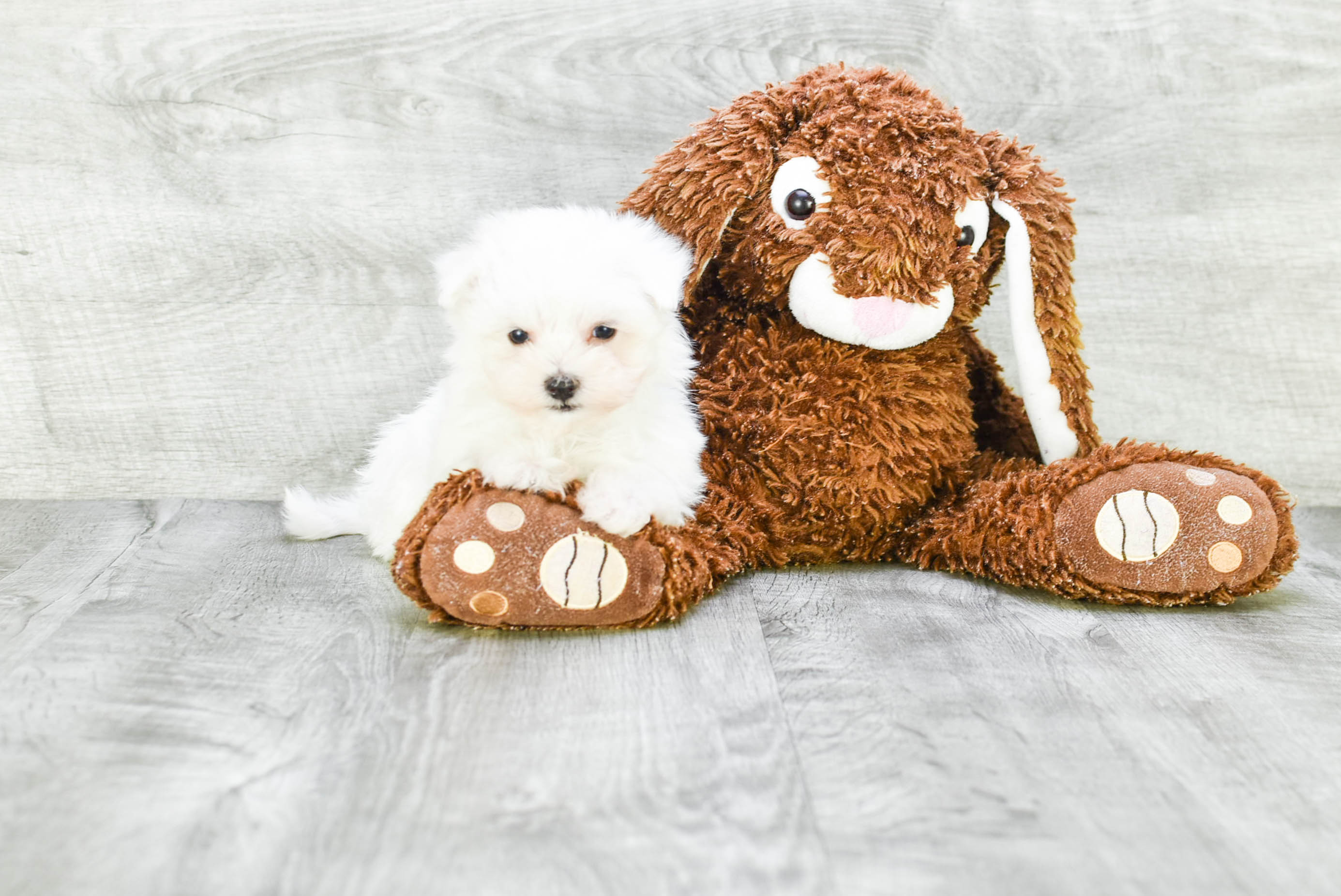 Maltese Pup Being Cute