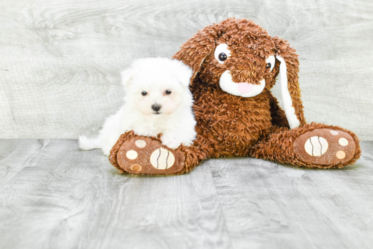 Maltese Pup Being Cute