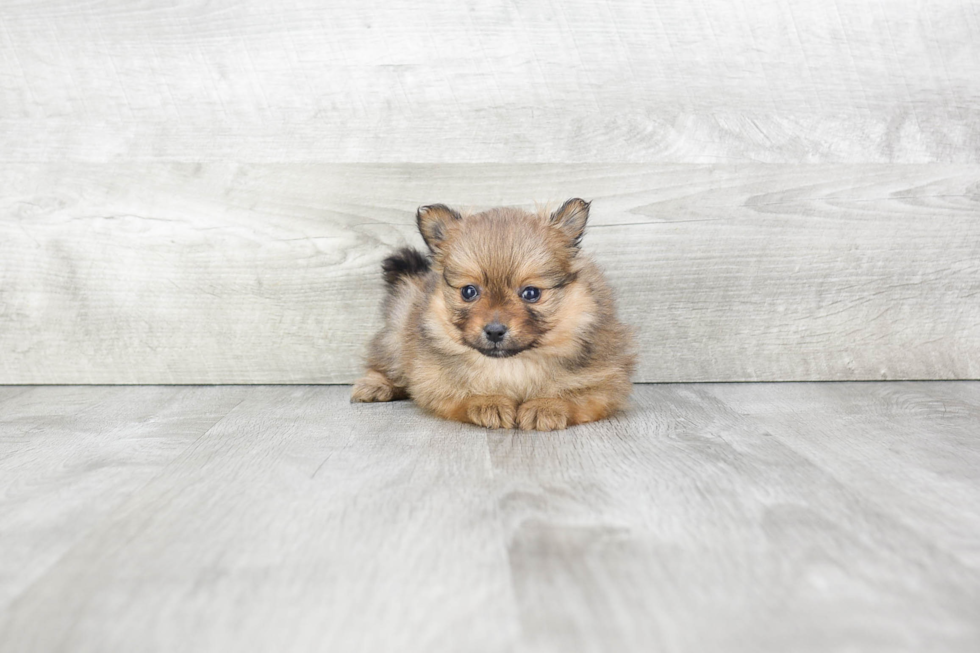 Adorable Pomeranian Purebred Puppy