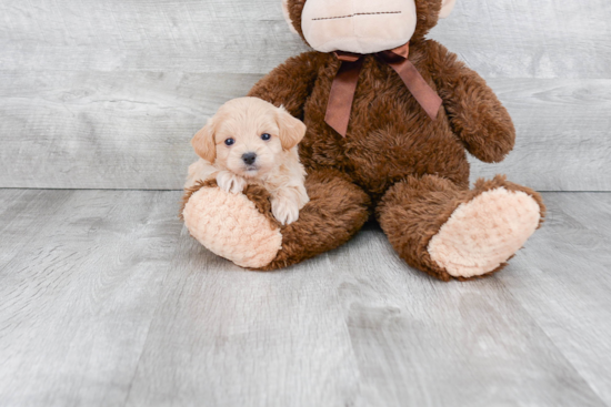 Playful Maltepoo Poodle Mix Puppy