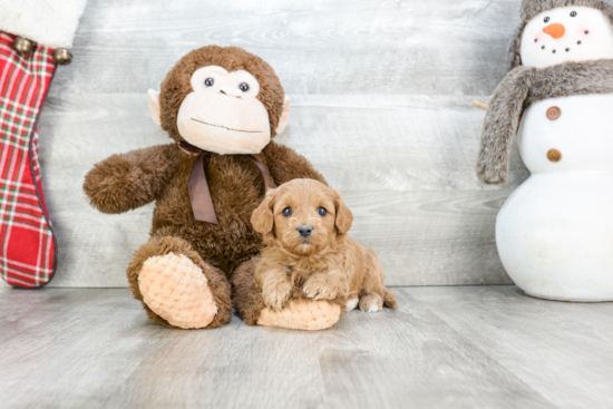 Adorable Cavoodle Poodle Mix Puppy