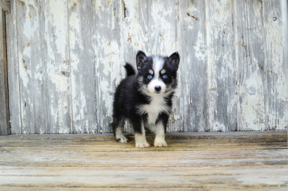 Pomsky Puppy for Adoption