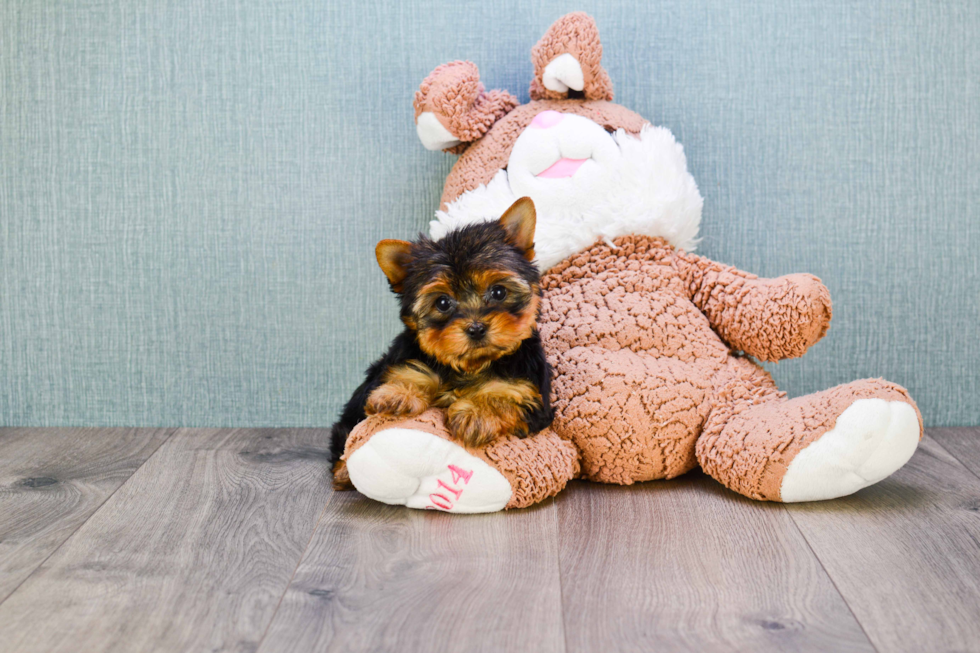 Meet Tinkerbell - our Yorkshire Terrier Puppy Photo 