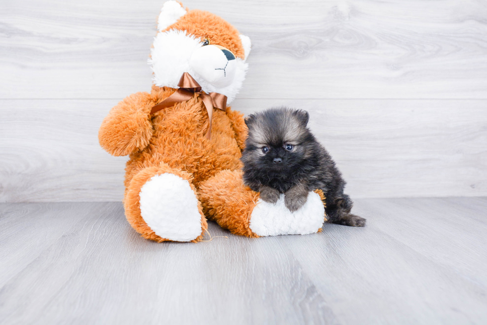 Smart Pomeranian Purebred Puppy