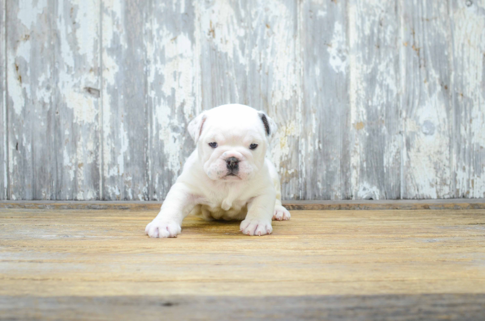 Cute English Bulldog Mix Puppy