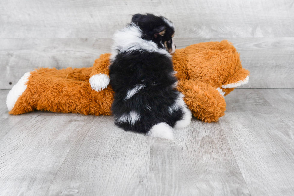 Sweet Pomeranian Purebred Puppy