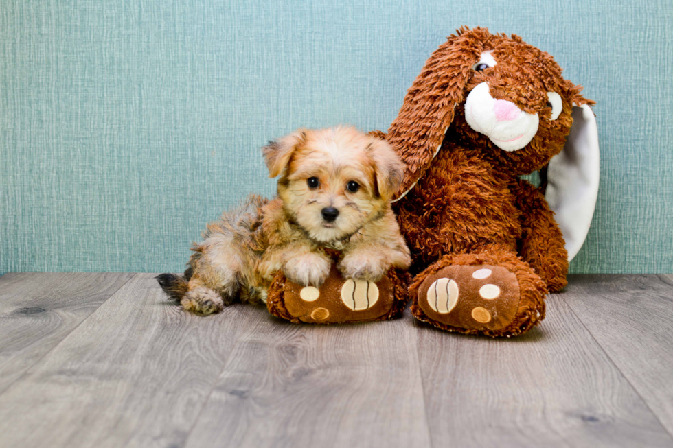 Hypoallergenic Yorkie Designer Puppy