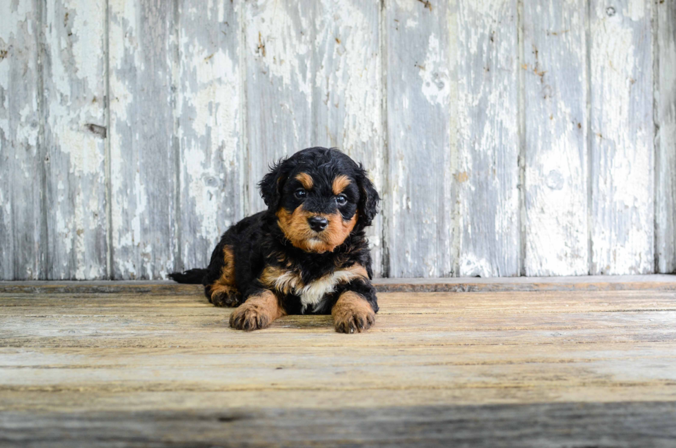 Mini Bernedoodle Pup Being Cute