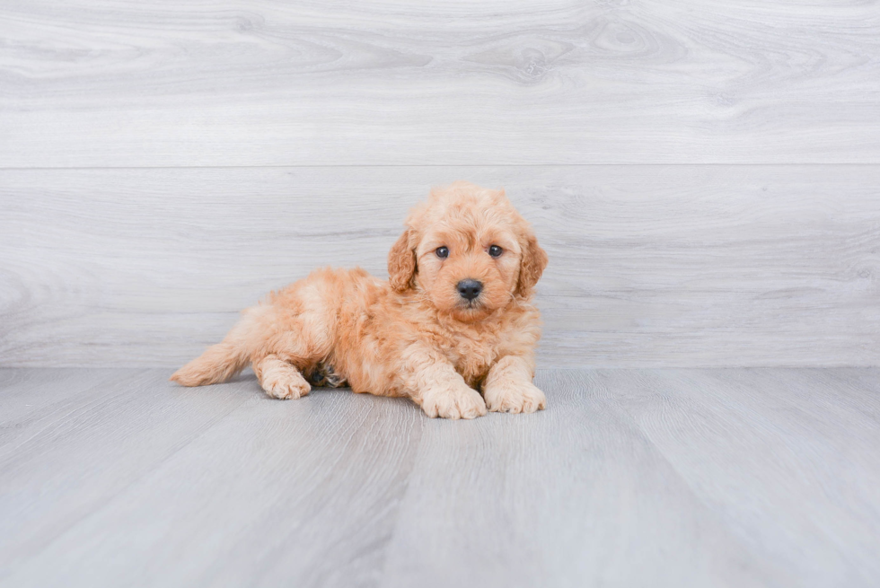 Little Golden Retriever Poodle Mix Puppy