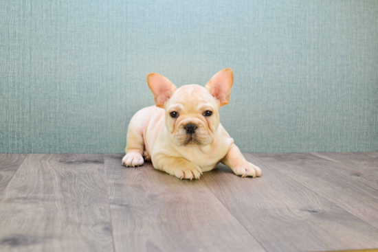 Best French Bulldog Baby