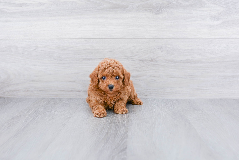 Poodle Pup Being Cute