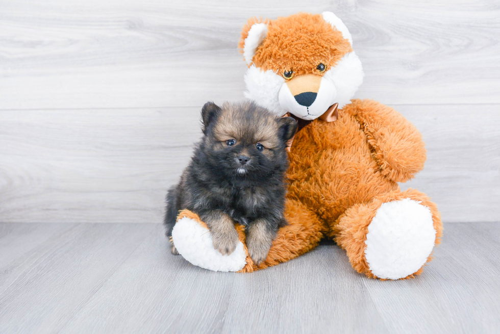 Petite Pomeranian Purebred Puppy