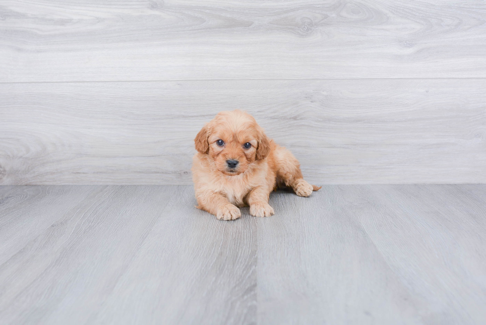 Mini Goldendoodle Pup Being Cute