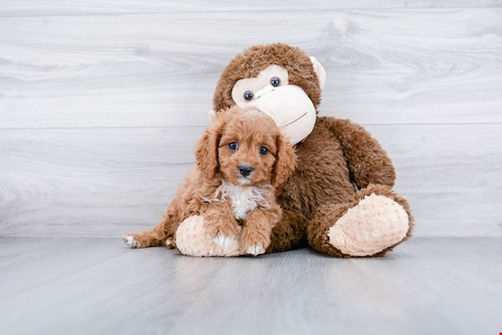 Cavapoo Pup Being Cute