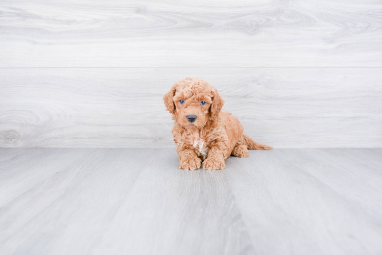 Petite Cockapoo Poodle Mix Pup