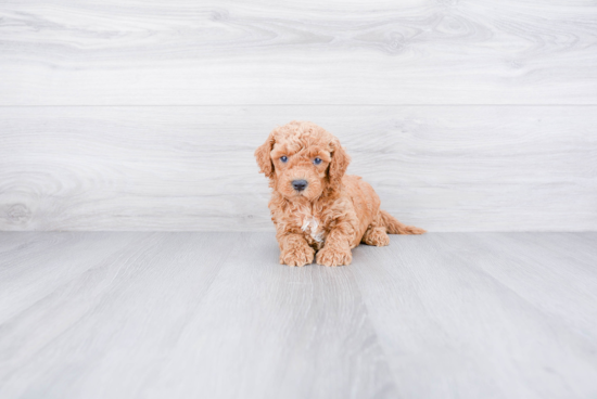 Petite Cockapoo Poodle Mix Pup