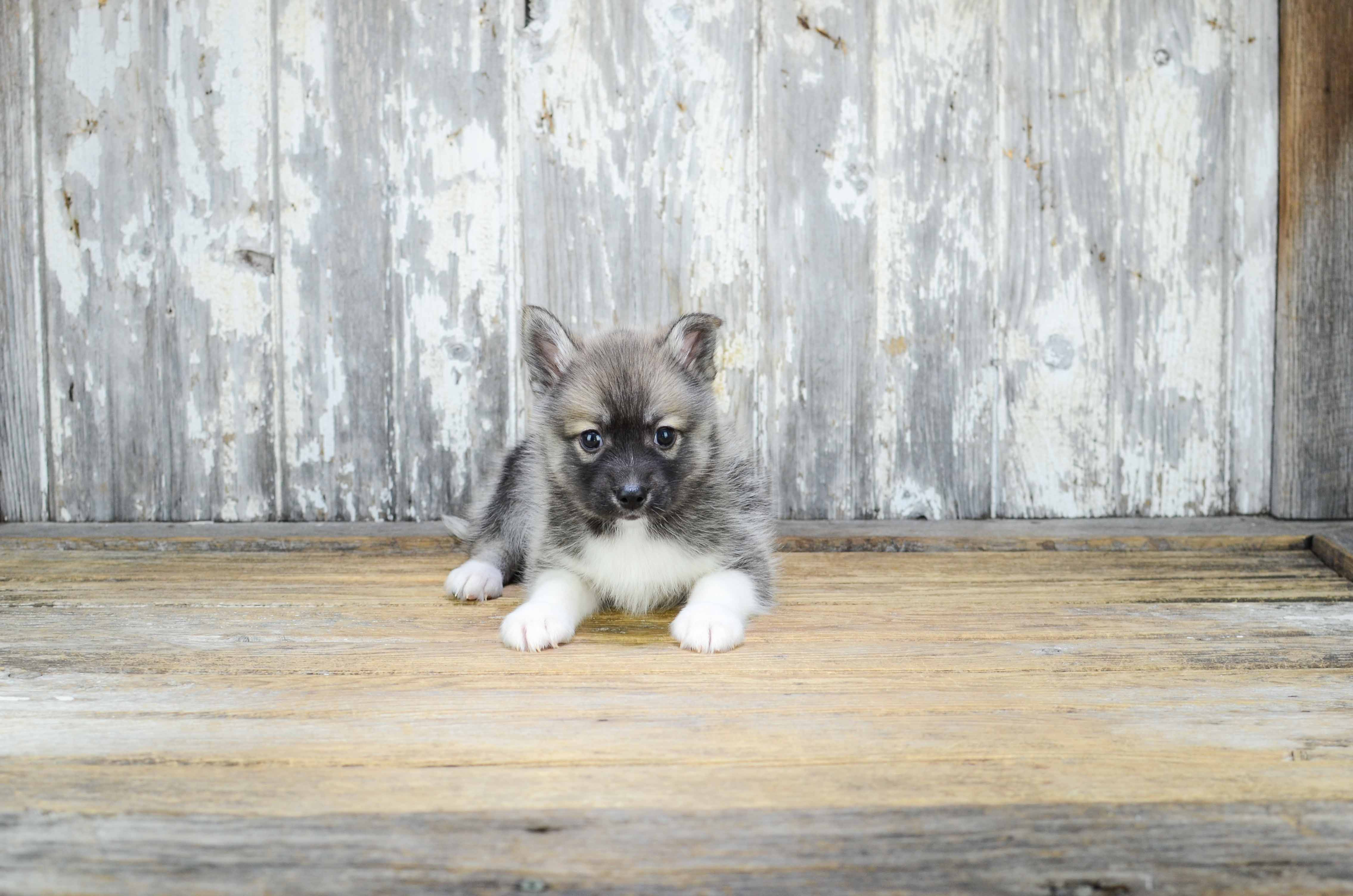 Best Pomsky Baby