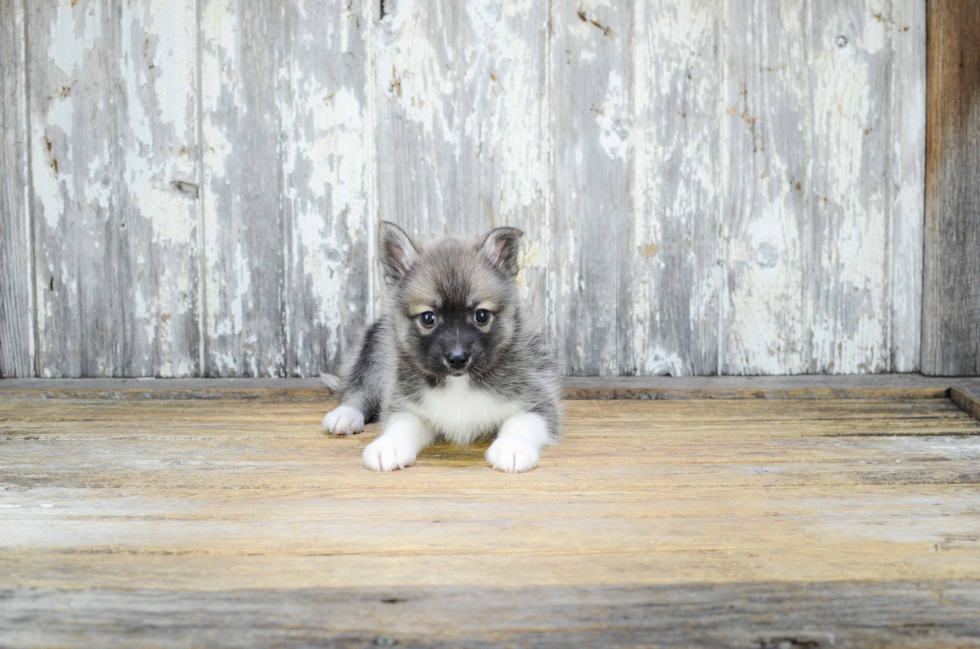 Best Pomsky Baby