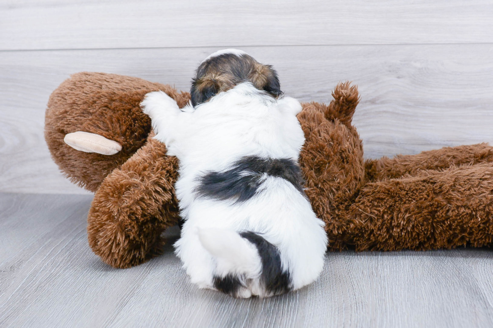 Teddy Bear Pup Being Cute