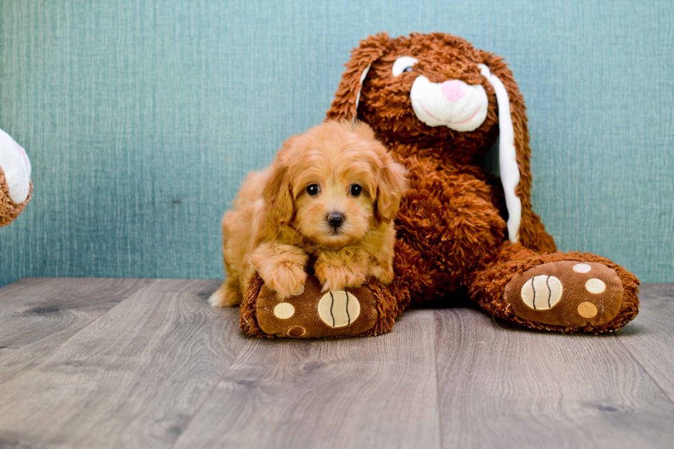 Cavapoo Pup Being Cute