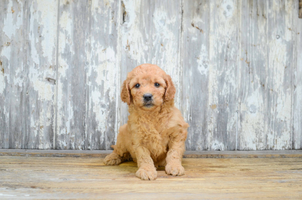 Energetic Golden Retriever Poodle Mix Puppy