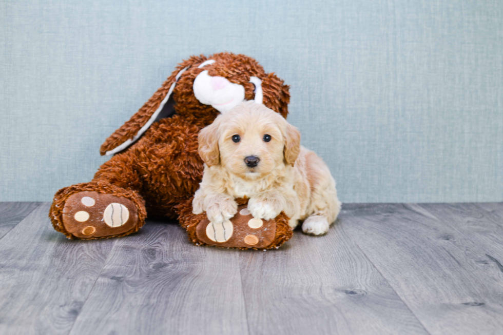 Energetic Golden Retriever Poodle Mix Puppy