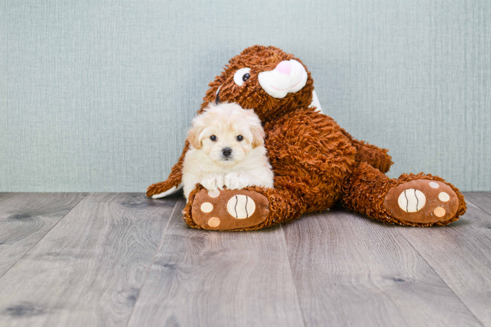 Little Maltese Poodle Poodle Mix Puppy