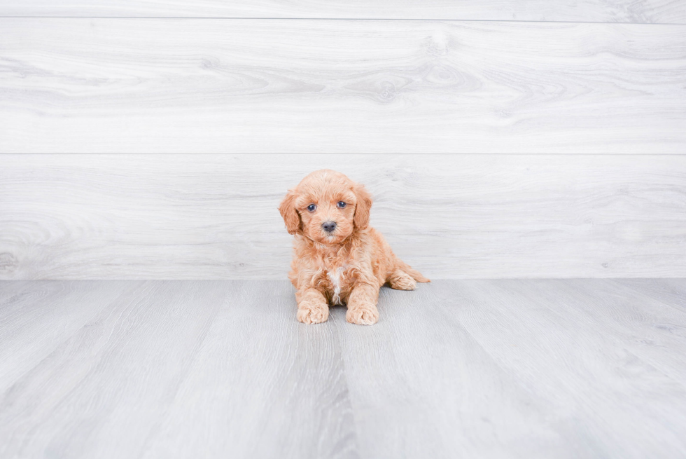 Cute Mini Goldendoodle Baby