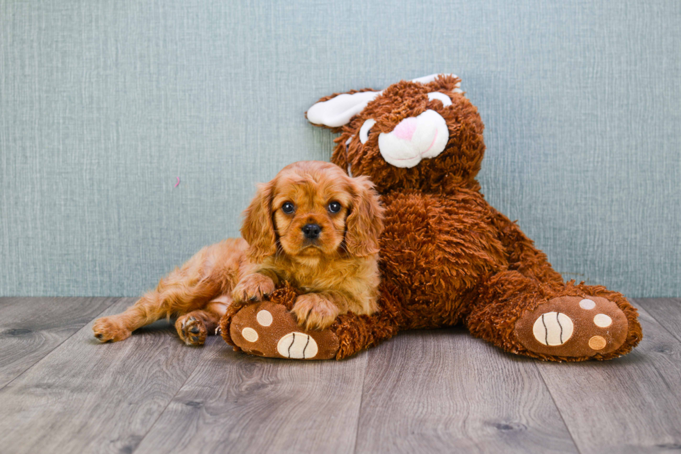 Best Cavalier King Charles Spaniel Baby