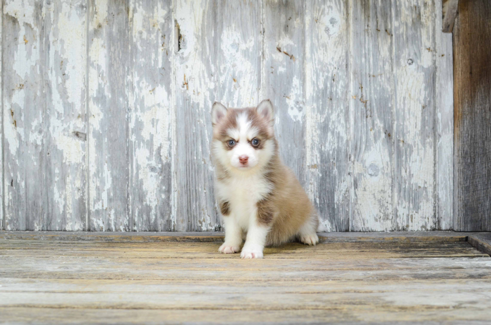 Energetic Mini Husky Designer Puppy