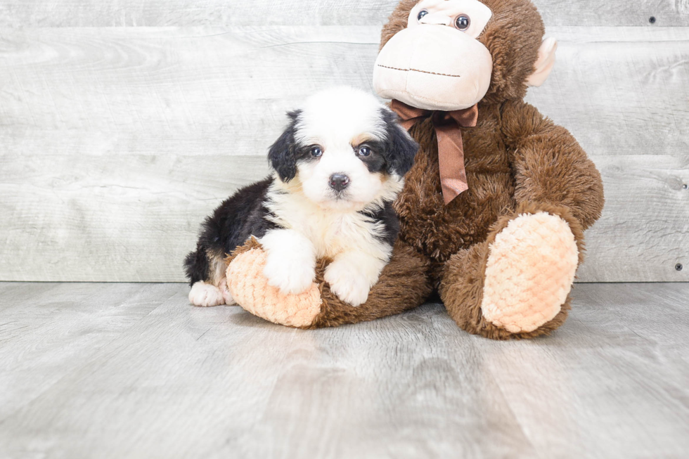 Cute Mini Bernedoodle Baby