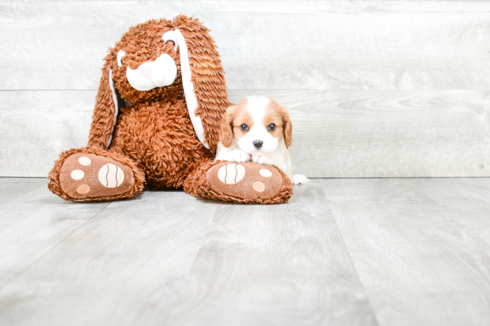 Cavalier King Charles Spaniel Pup Being Cute