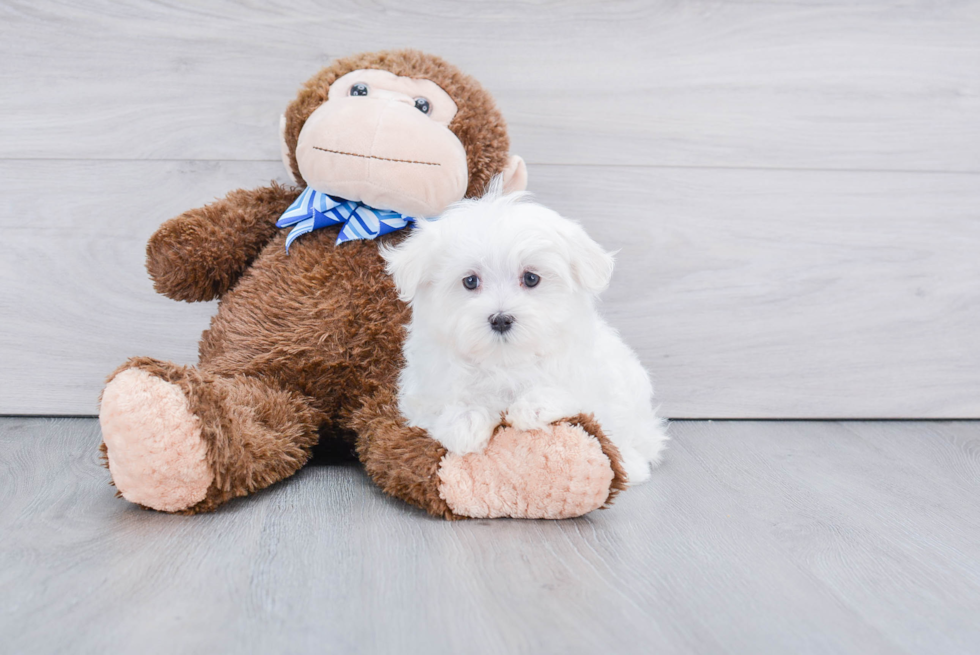 Hypoallergenic Maltese Purebred Pup