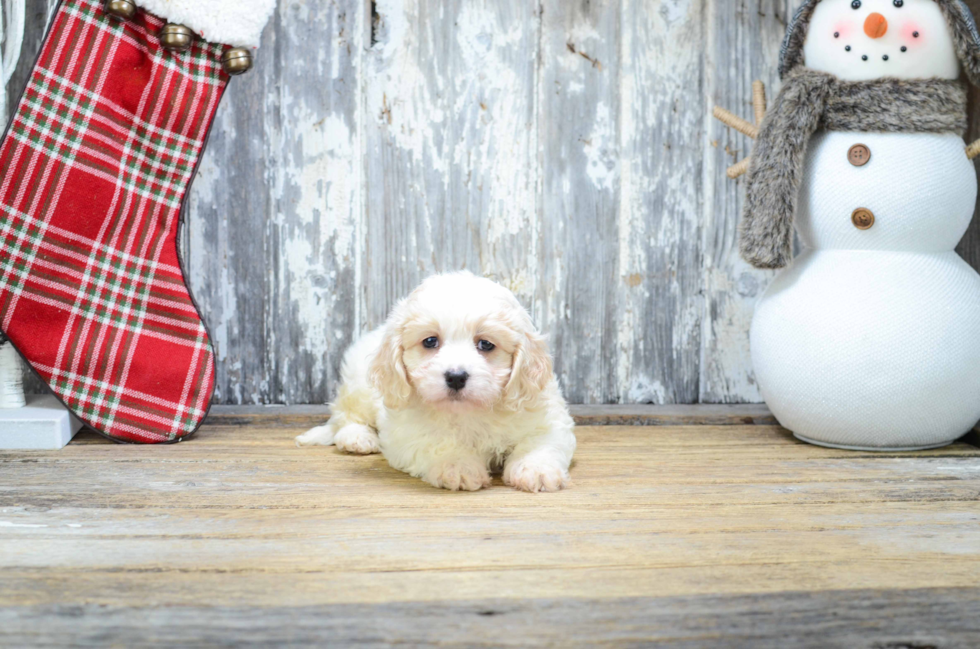 Best Cavachon Baby